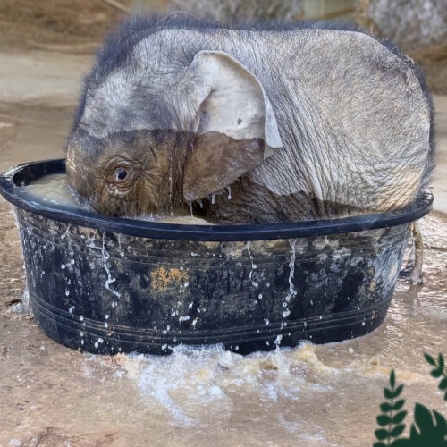 Baby elephant